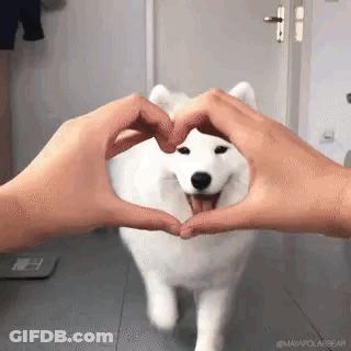 A White Dog Is Standing Next To A Person Making A Heart With Their Hands . GIF