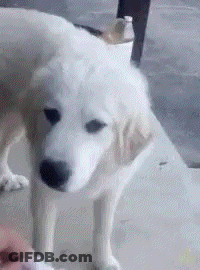 A White Dog Is Standing On A Concrete Floor Next To A Person . GIF