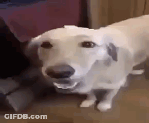A White Dog Is Standing On A Floor With Its Mouth Open And Looking At The Camera . GIF