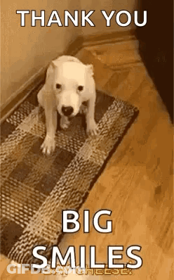 A White Dog Is Standing On A Rug On The Floor And Saying `` Thank You Big Smiles '' . GIF