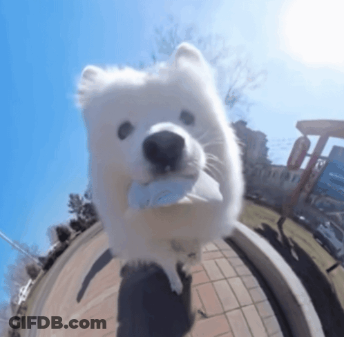 A White Dog Is Standing On A Sidewalk Looking At The Camera GIF