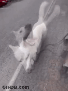 A White Dog Is Standing On A Sidewalk With Its Mouth Open And Looking At The Camera . GIF