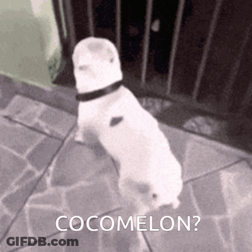 A White Dog Is Standing On A Sidewalk With The Words Cocomelon Written On The Bottom GIF
