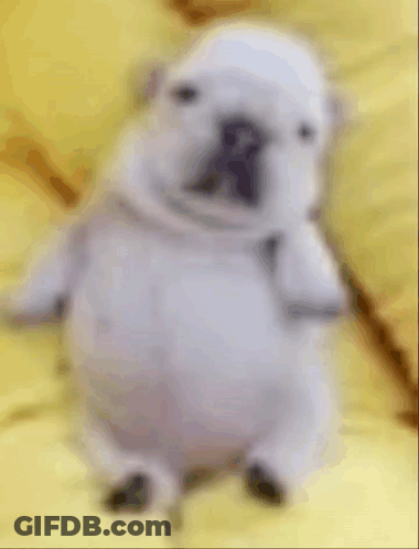 A White Dog Is Standing On A Yellow Blanket . GIF