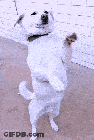 A White Dog Is Standing On Its Hind Legs GIF