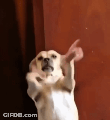 A White Dog Is Standing On Its Hind Legs And Giving A Middle Finger . GIF