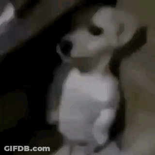 A White Dog Is Standing On Its Hind Legs And Looking At The Camera . GIF