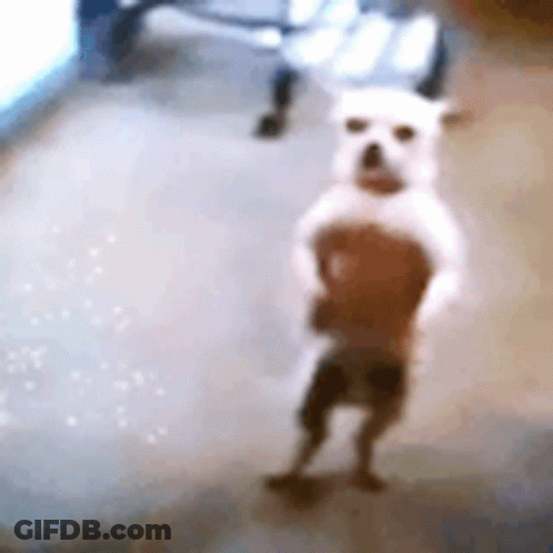 A White Dog Is Standing On Its Hind Legs On A Carpet . GIF
