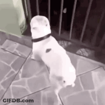 A White Dog Is Standing On Its Hind Legs On A Sidewalk . GIF