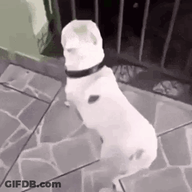 A White Dog Is Standing On Its Hind Legs On A Tiled Floor In A Black And White Photo . GIF