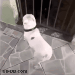 A White Dog Is Standing On Its Hind Legs On A Tiled Floor In Front Of A Fence . GIF