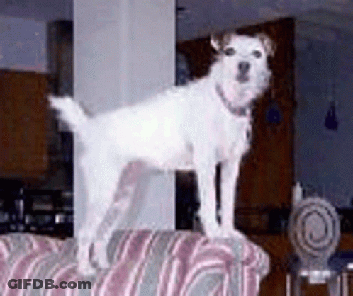 A White Dog Is Standing On Top Of A Pink And Grey Striped Couch . GIF