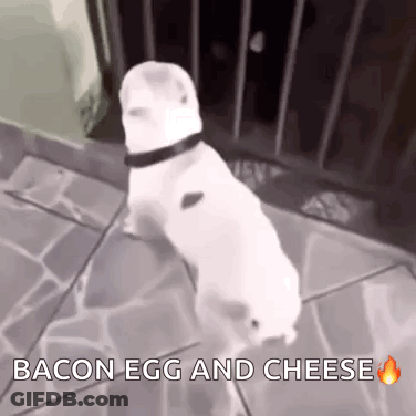 A White Dog Is Walking On A Sidewalk With The Words Bacon Egg And Cheese Below It GIF