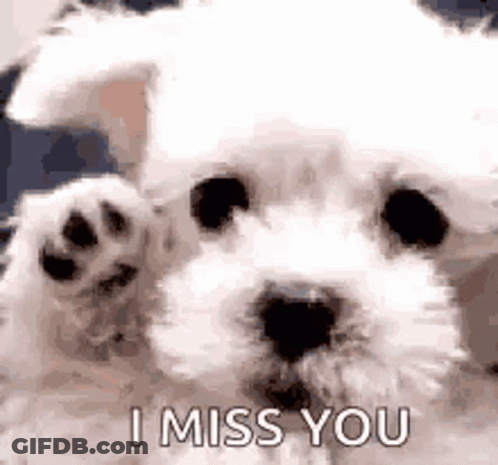A White Dog Is Waving Its Paw At The Camera And Saying `` I Miss You '' . GIF