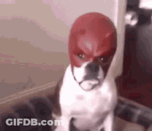 A White Dog Is Wearing A Red Mask On Its Head . GIF