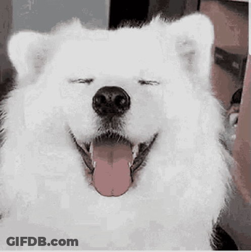 A White Dog Is Yawning With Its Mouth Open And Its Tongue Out . GIF