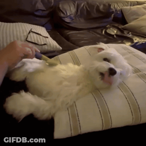 A White Dog Laying On A Striped Pillow With A Person Playing With It GIF