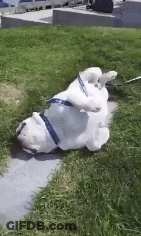 A White Dog Laying On Its Back In The Grass GIF