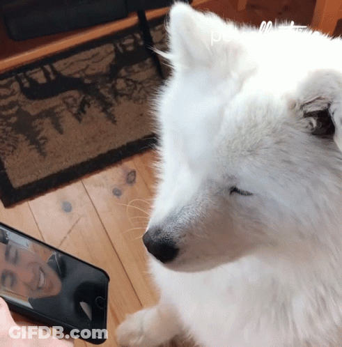 A White Dog Looking At A Cell Phone With The Word Pets Written Above It GIF