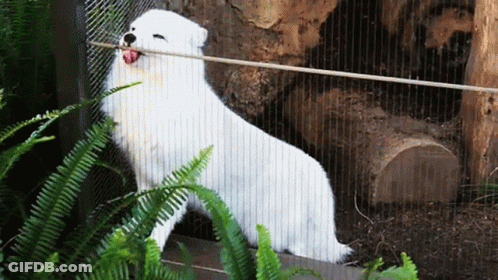 A White Dog Standing In A Cage With Its Tongue Out GIF