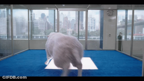 A White Dog Standing On A Blue Carpet In A Room GIF