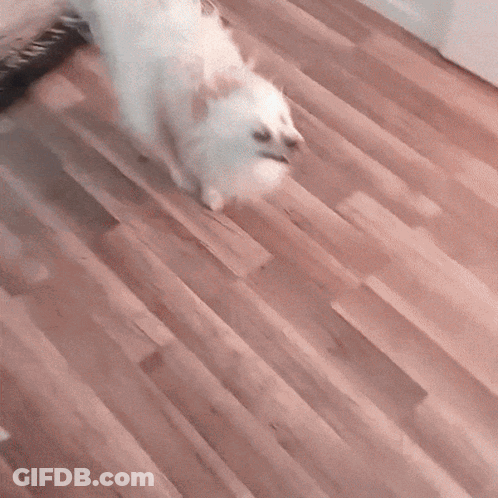 A White Dog Walking On A Wooden Floor GIF