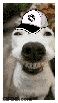 A White Dog Wearing A Baseball Cap With A Black Circle On It GIF