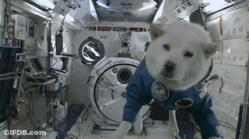 A White Dog Wearing A Blue And White Astronaut 'S Suit Is Standing In A Space Station . GIF