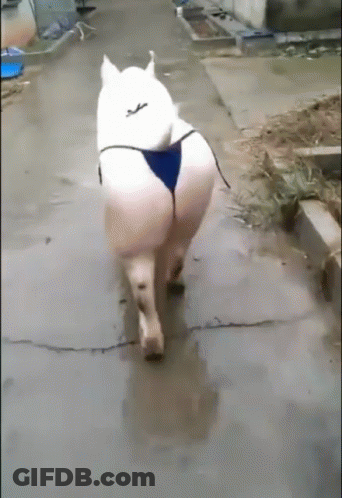 A White Dog Wearing A Blue Bikini Is Walking Down A Street GIF