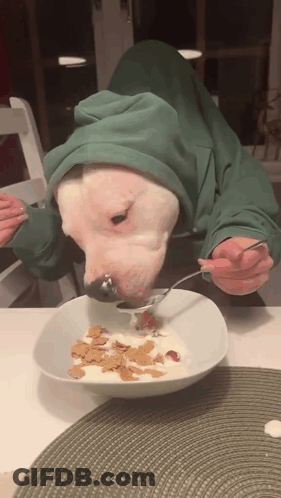 A White Dog Wearing A Green Hoodie Is Eating Cereal GIF
