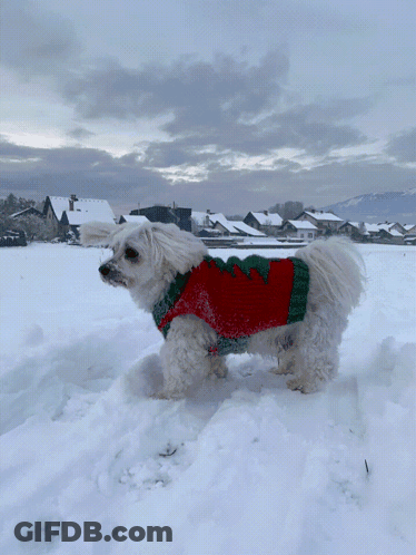 A White Dog Wearing A Red And Green Sweater Is Standing In The Snow GIF