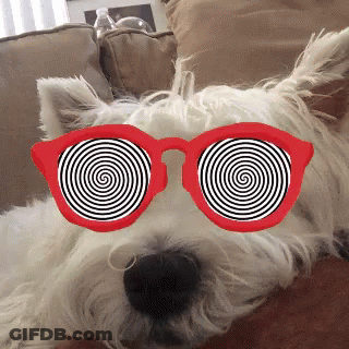A White Dog Wearing Red Hypnotic Glasses Lays On A Couch GIF