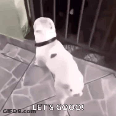 A White Dog With A Black Collar Is Standing On A Sidewalk And Says `` Let 'S Goooo '' . GIF