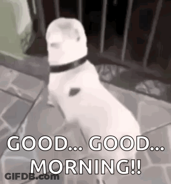 A White Dog With A Black Collar Is Standing On Its Hind Legs And Says `` Good ... Good ... Morning ! '' GIF
