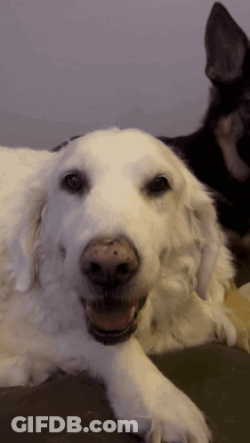 A White Dog With A Black Nose Is Smiling GIF