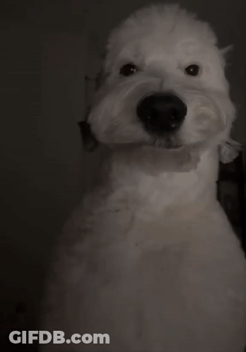 A White Dog With A Black Nose Is Standing In A Dark Room GIF
