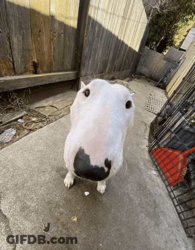 A White Dog With A Black Nose Is Standing On A Sidewalk In Front Of A Wooden Fence GIF