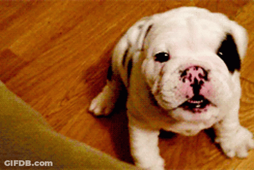 A White Dog With A Black Spot On Its Nose GIF