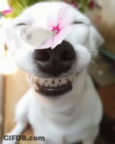 A White Dog With A Butterfly On Its Nose Is Smiling GIF