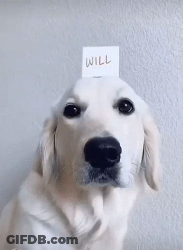 White Dog With Will On Paper On Head GIF