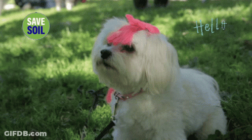 A White Dog With A Pink Bow On Its Head Is Sitting In The Grass With A Save Soil Logo In The Background GIF