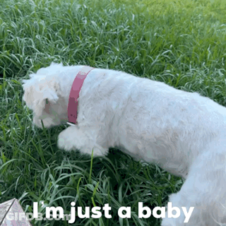 A White Dog With A Pink Collar Is Laying In The Grass With The Words I 'M Just A Baby Above It GIF