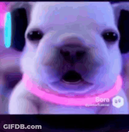 A White Dog With A Pink Collar Is On A Screen With Sora On It GIF