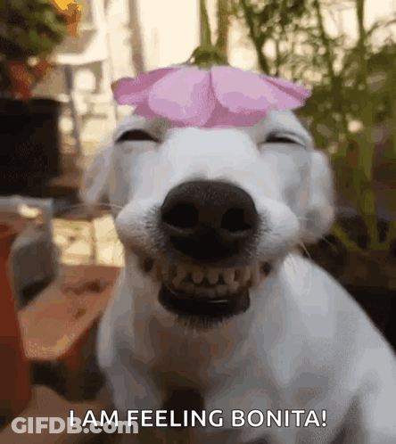A White Dog With A Pink Flower On Its Head Says I Am Feeling Bonita GIF