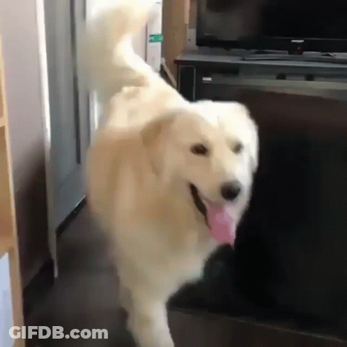 A White Dog With A Pink Tongue Is Running In Front Of A Flat Screen Tv GIF
