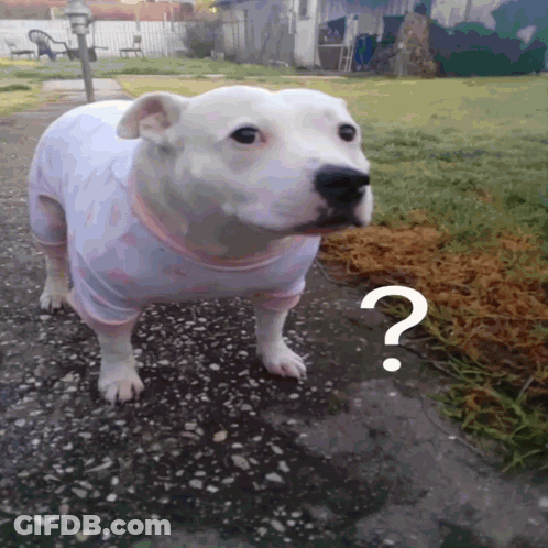 A White Dog With A Question Mark On Its Head GIF