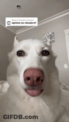 A White Dog With A Red Nose Is Looking At The Camera With A Reply To Tomatt 'S Comment GIF