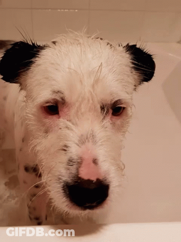 A White Dog With Black Ears Is Taking A Bath In A Bathtub GIF