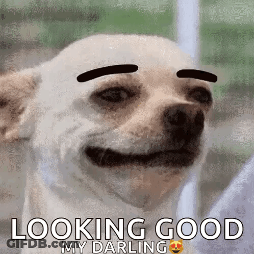 A White Dog With Black Eyebrows Is Smiling And Looking Good My Darling GIF