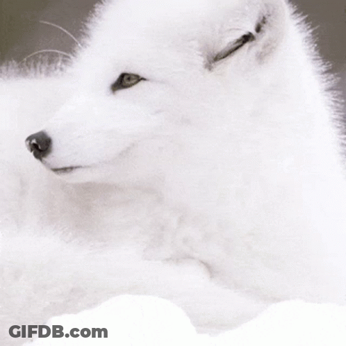 A White Dog With Green Eyes Is Laying Down GIF